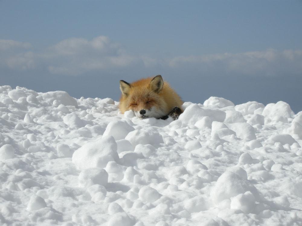 Kyukamura Shikotsuko Csitosze Kültér fotó